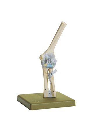 Elbow Joint Model